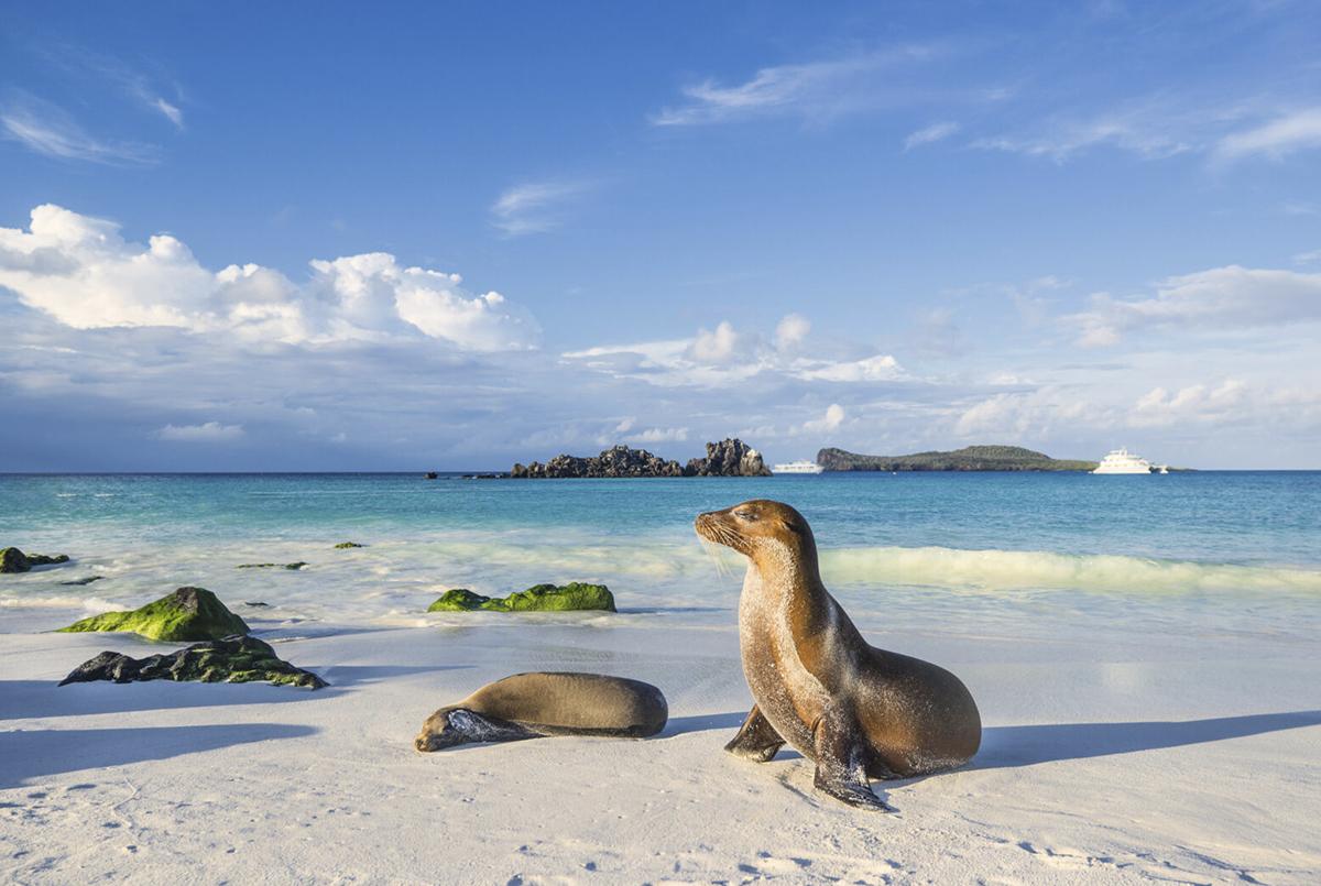Conoce el estado de conservación de las especies en Galápagos | Ekosnegocios