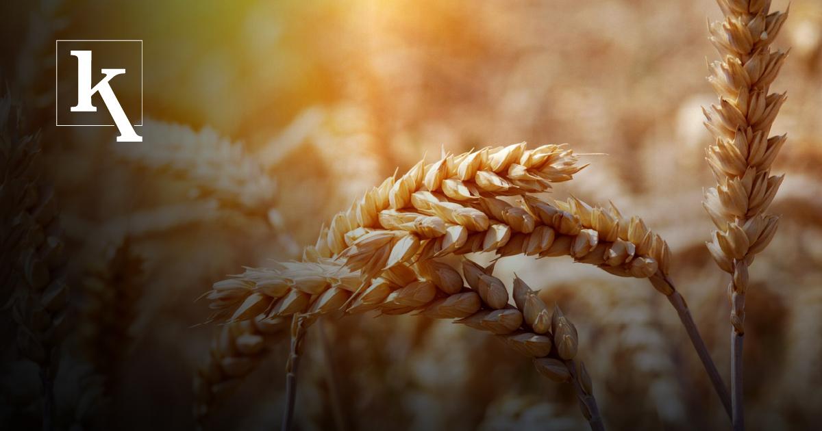 El país que se beneficia de la escasez del trigo en el mundo | Ekosnegocios