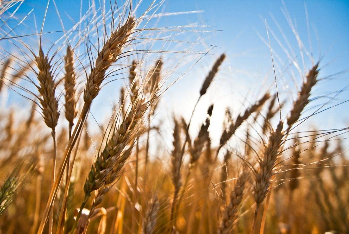 El país que se beneficia de la escasez del trigo en el mundo | Ekosnegocios